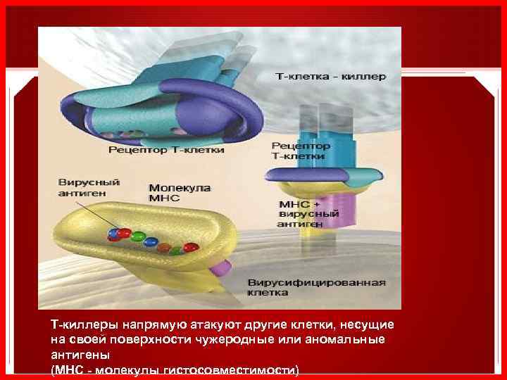T-киллеры напрямую атакуют другие клетки, несущие на своей поверхности чужеродные или аномальные антигены (МНС