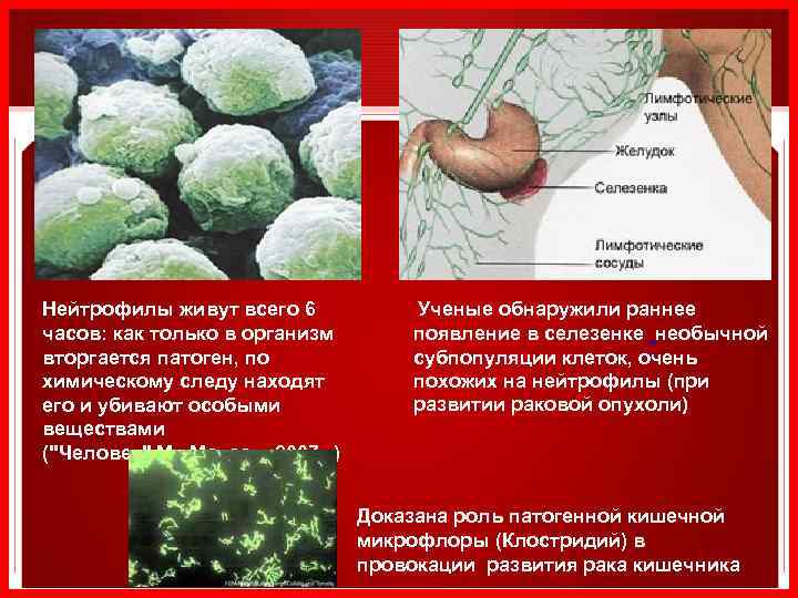 Нейтрофилы живут всего 6 часов: как только в организм вторгается патоген, по химическому следу