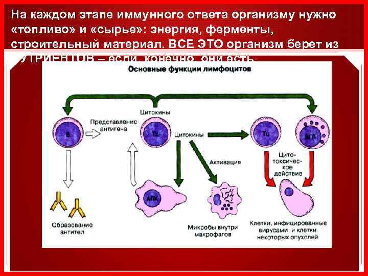 На каждом этапе иммунного ответа организму нужно «топливо» и «сырье» : энергия, ферменты, строительный