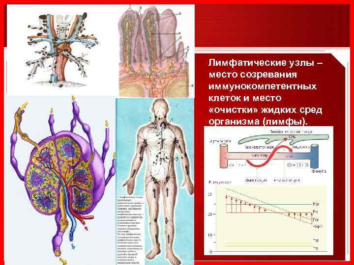 Лимфатические узлы – место созревания иммунокомпетентных клеток и место «очистки» жидких сред организма (лимфы).