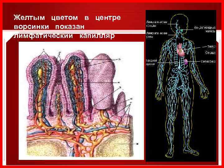Желтым цветом в центре ворсинки показан лимфатический капилляр 