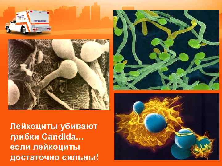 Лейкоциты убивают грибки Candida… если лейкоциты достаточно сильны! 