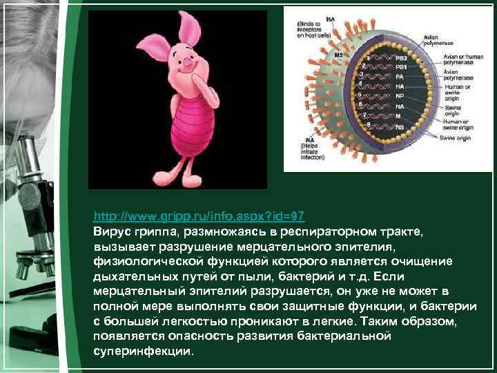 http: //www. gripp. ru/info. aspx? id=97 Вирус гриппа, размножаясь в респираторном тракте, вызывает разрушение