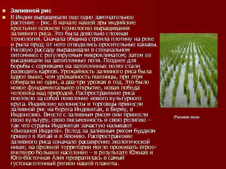n n Заливной рис В Индии выращивали еще одно замечательное растение – рис. В