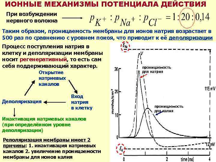 ИОННЫЕ МЕХАНИЗМЫ ПОТЕНЦИАЛА ДЕЙСТВИЯ При возбуждении нервного волокна Таким образом, проницаемость мембраны для ионов