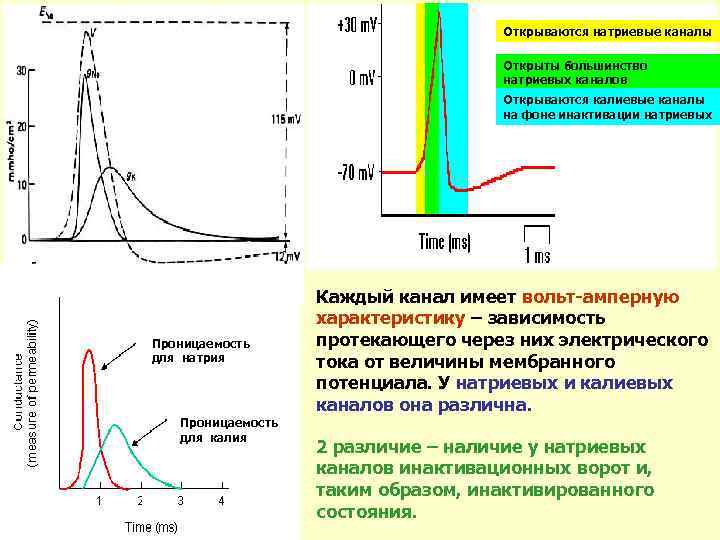 Открываются натриевые каналы Открыты большинство натриевых каналов Открываются калиевые каналы на фоне инактивации натриевых