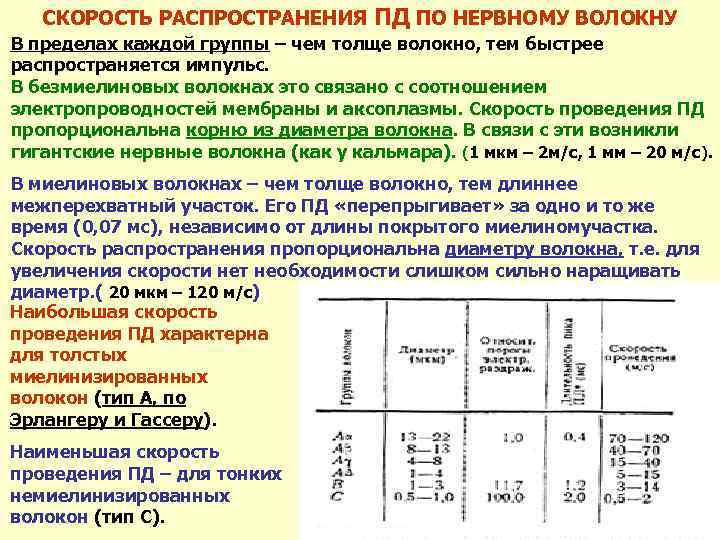 СКОРОСТЬ РАСПРОСТРАНЕНИЯ ПД ПО НЕРВНОМУ ВОЛОКНУ В пределах каждой группы – чем толще волокно,