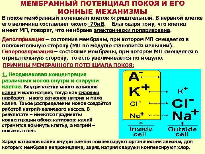 МЕМБРАННЫЙ ПОТЕНЦИАЛ ПОКОЯ И ЕГО ИОННЫЕ МЕХАНИЗМЫ В покое мембранный потенциал клеток отрицательный. В