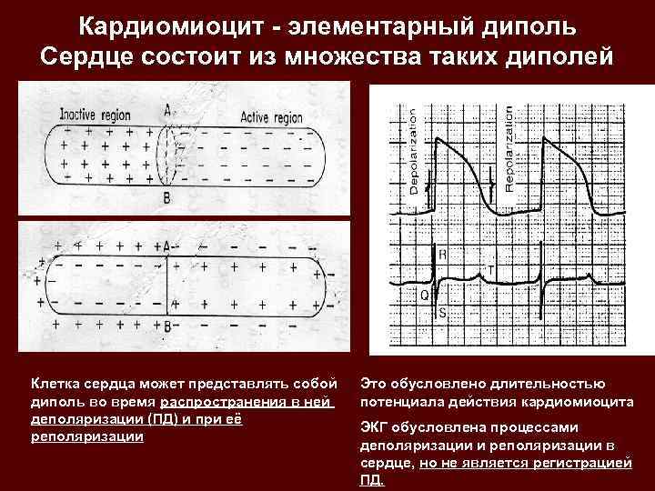 Потенциал покоя кардиомиоцитов