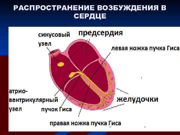 РАСПРОСТРАНЕНИЕ ВОЗБУЖДЕНИЯ В СЕРДЦЕ 