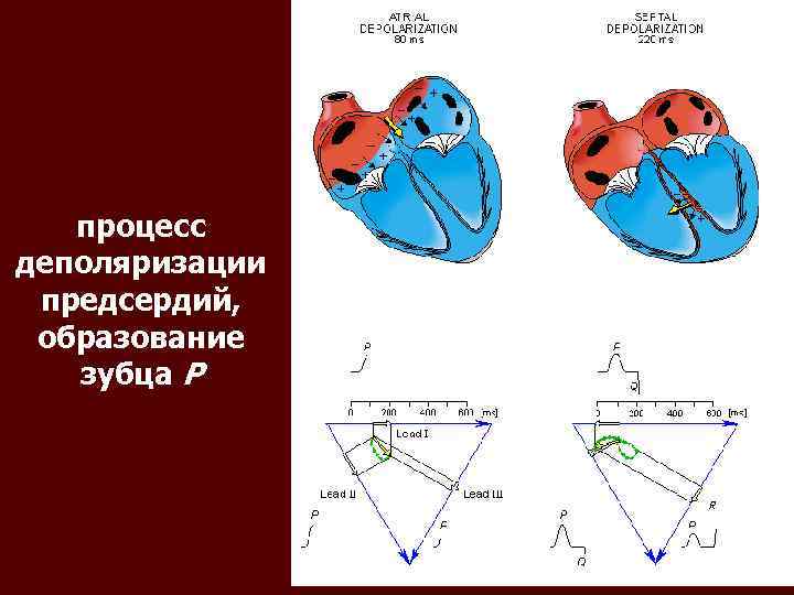 процесс деполяризации предсердий, образование зубца P 