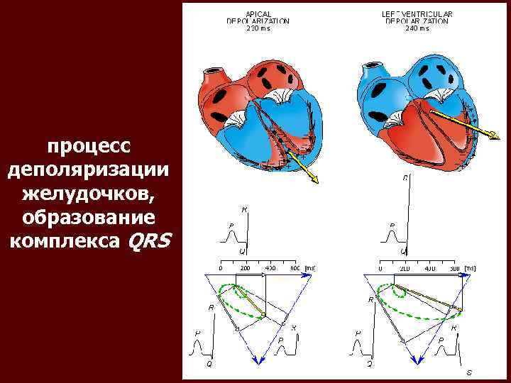 процесс деполяризации желудочков, образование комплекса QRS 