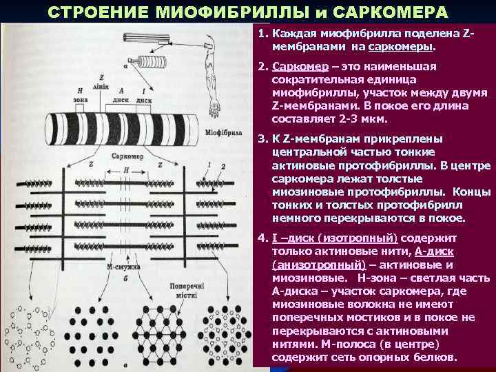 Схема строения миофибриллы