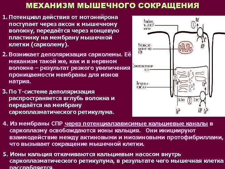 Нарисуйте электрограмму мпп скелетно мышечного волокна