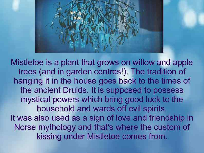 Mistletoe is a plant that grows on willow and apple trees (and in garden