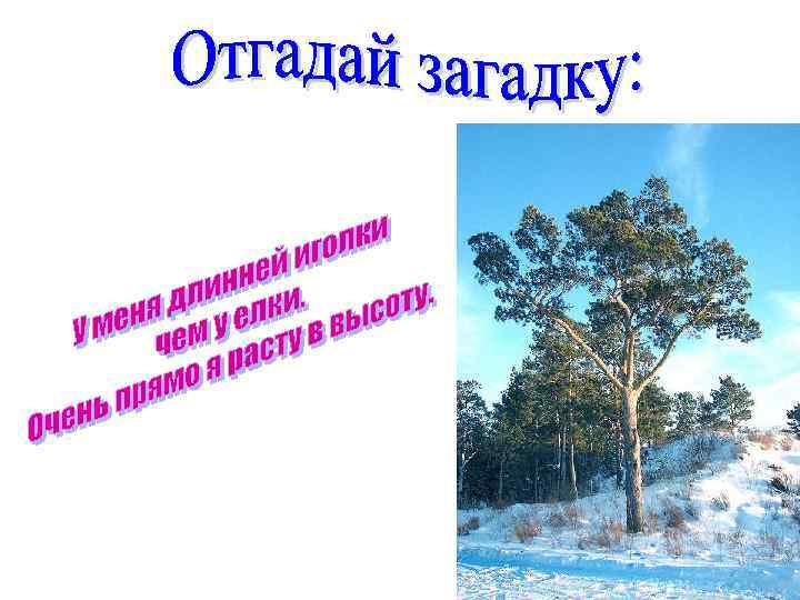 Сани, сани! Едут сами! Через горы и леса едут сани - чудеса! 