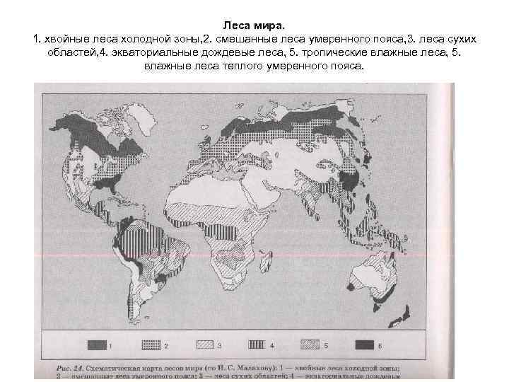Леса мира. 1. хвойные леса холодной зоны, 2. смешанные леса умеренного пояса, 3. леса