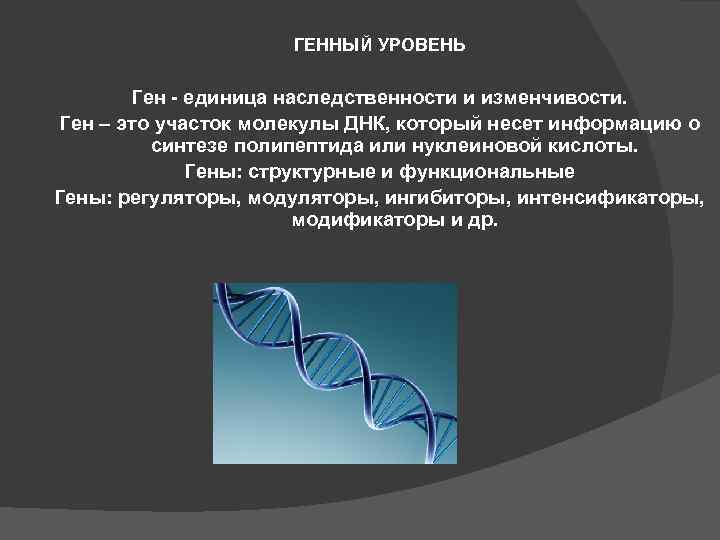 3 участок молекулы днк. Ген функциональная единица наследственности его свойства. Ген это участок молекулы ДНК. Ген как функциональная единица наследственности. Ген структурная и функциональная единица наследственного материала.