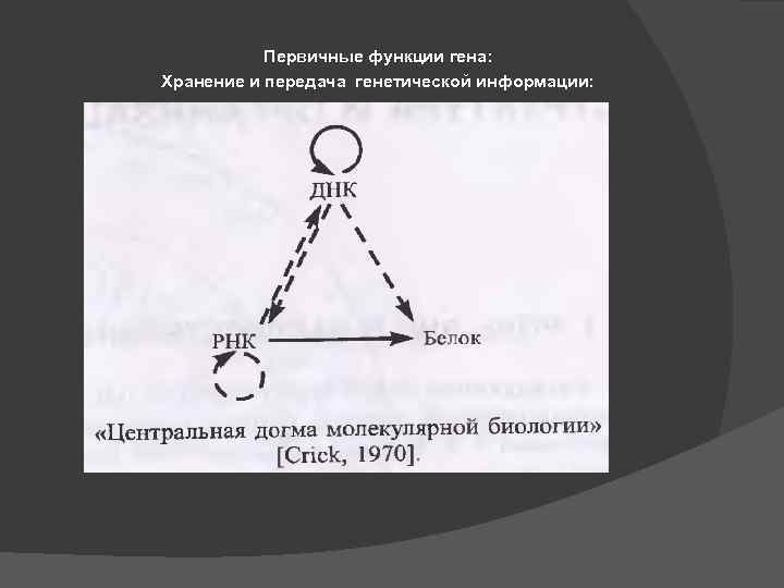 Первичные функции гена: Хранение и передача генетической информации: 
