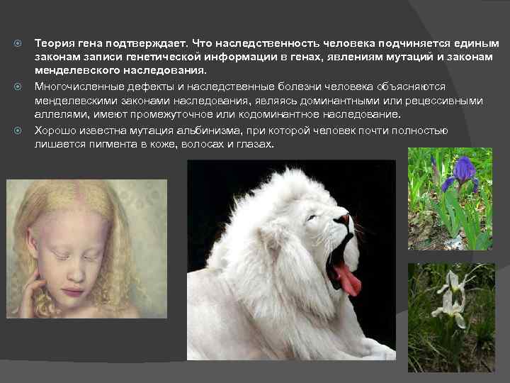  Теория гена подтверждает. Что наследственность человека подчиняется единым законам записи генетической информации в