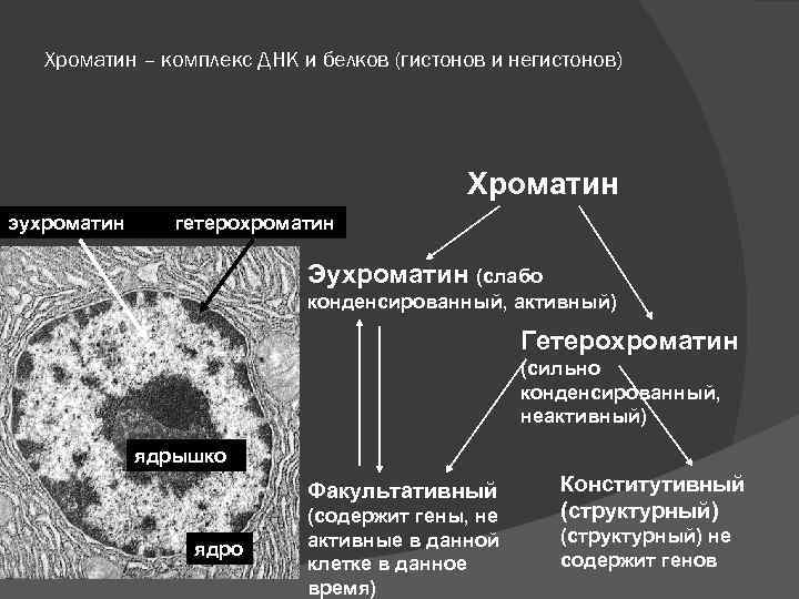 Факультативный гетерохроматин