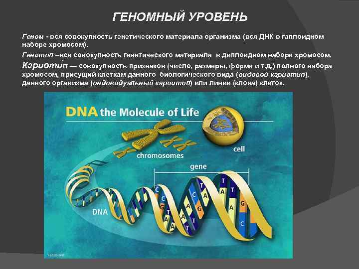 Совокупность гена