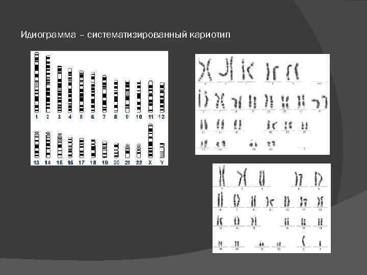 Идиограмма – систематизированный кариотип 