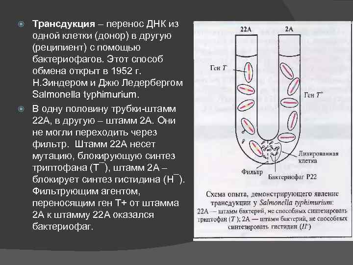 Трансдукция – перенос ДНК из одной клетки (донор) в другую (реципиент) с помощью бактериофагов.