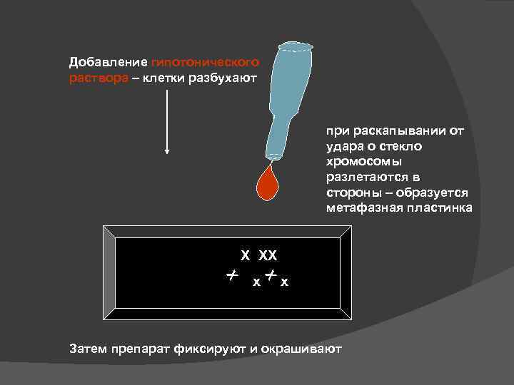 Добавление гипотонического раствора – клетки разбухают при раскапывании от удара о стекло хромосомы разлетаются