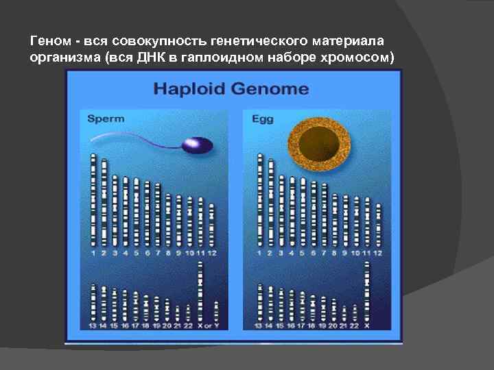 Геном - вся совокупность генетического материала организма (вся ДНК в гаплоидном наборе хромосом) 