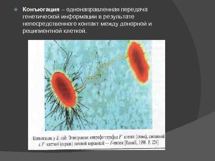  Конъюгация – однонаправленная передача генетической информации в результате непосредственного контакт между донорной и