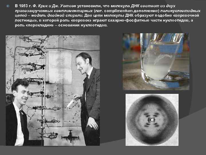  В 1953 г. Ф. Крик и Дж. Уотсон установили, что молекула ДНК состоит