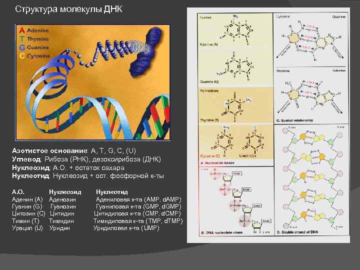 Азотистые основания молекулы днк. Строение молекулы РНК азотистые основания углевод. ДНК молекулы наследственности. Азотистое основание в составе молекул ДНК. Состав молекулы ДНК.