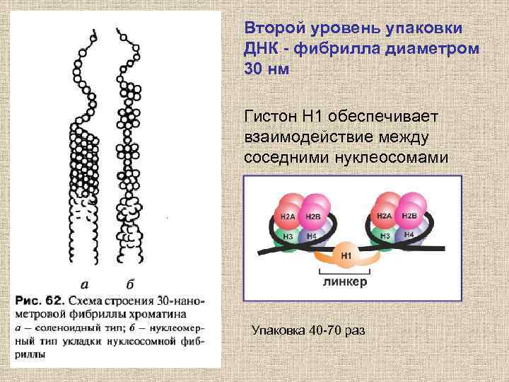 Презентация цитогенетика человека биология 10 класс