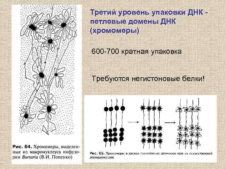 Третий уровень упаковки ДНК петлевые домены ДНК (хромомеры) 600 -700 кратная упаковка Требуются негистоновые