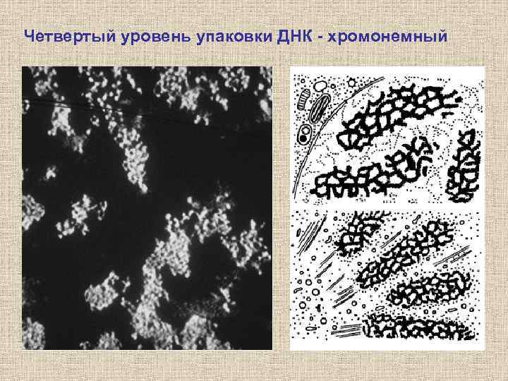 Четвертый уровень упаковки ДНК - хромонемный 