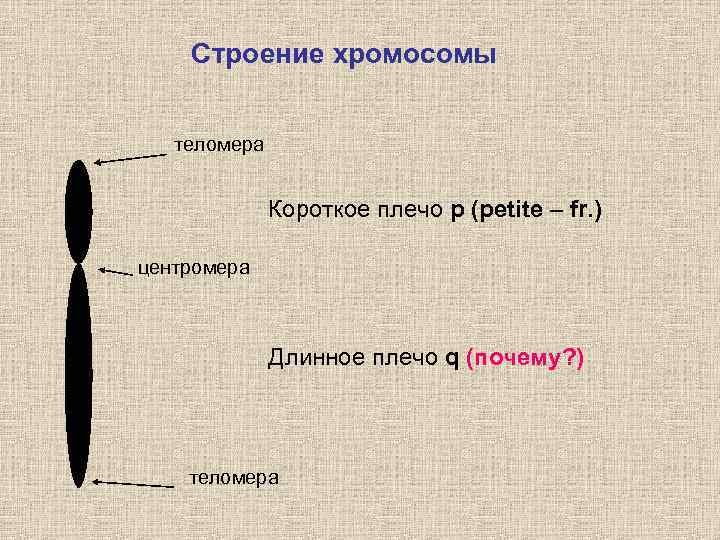 Строение хромосомы теломера Короткое плечо p (petite – fr. ) центромера Длинное плечо q