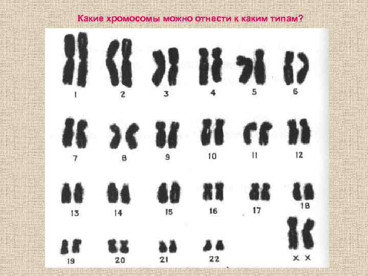 Графическое изображение кариотипа