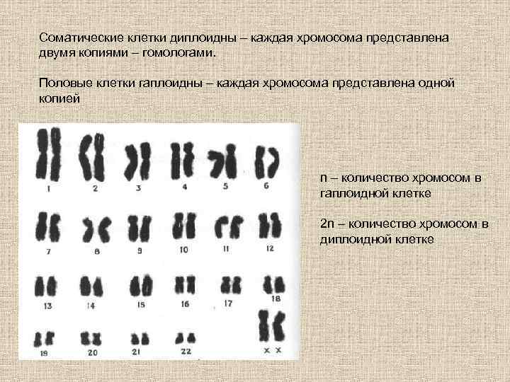 Рисунок диплоидного набора хромосом