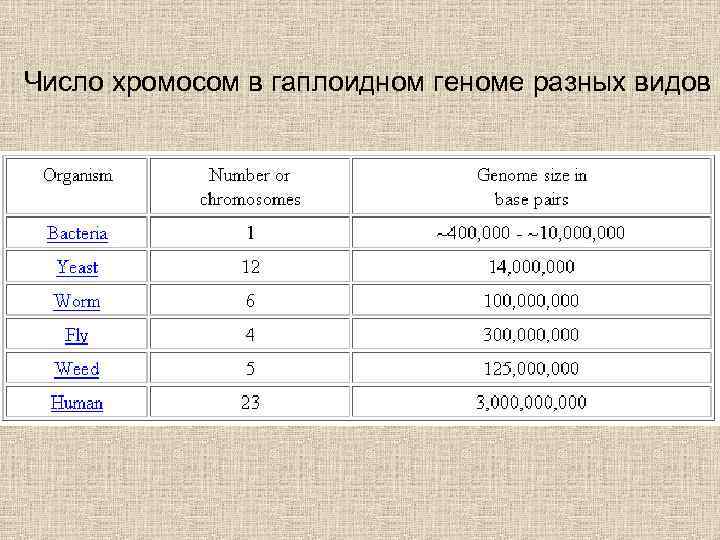 Число хромосом в гаплоидном геноме разных видов 