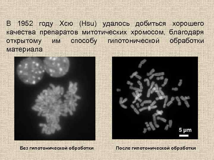 В 1952 году Хсю (Hsu) удалось добиться хорошего качества препаратов митотических хромосом, благодаря открытому