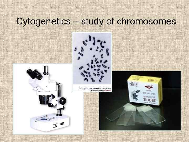 Cytogenetics – study of chromosomes 