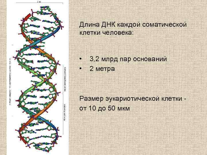 Днк в каждой клетке. Размер ДНК. Клетка ДНК человека. Размер клетки ДНК. Длина молекулы ДНК человека.