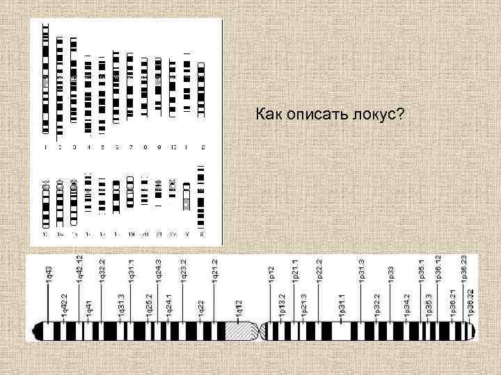 Как описать локус? 