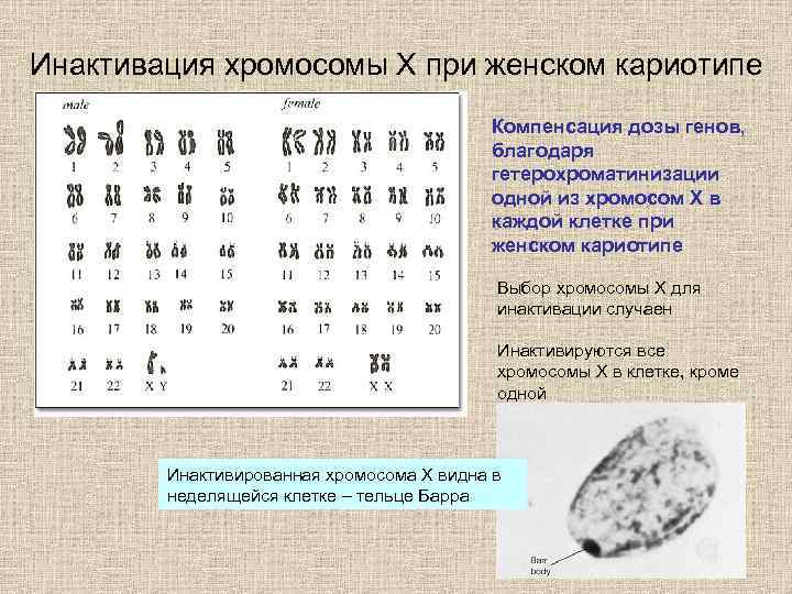 Кариотип норма. Инактивация х хромосомы. Кариотип человека. Кариотип человека в норме. Лайонизация х-хромосомы это.