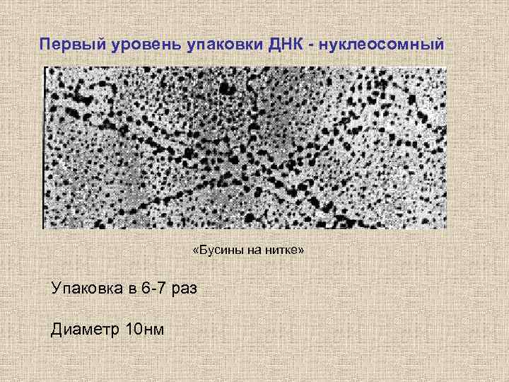 Первый уровень упаковки ДНК - нуклеосомный «Бусины на нитке» Упаковка в 6 -7 раз