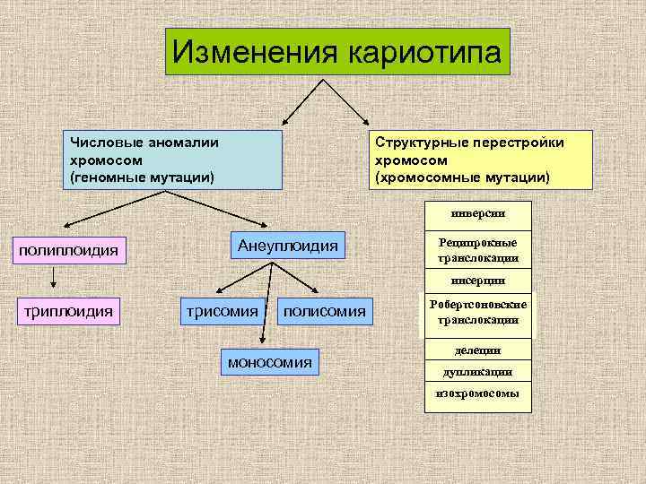 Изменения кариотипа Числовые аномалии хромосом (геномные мутации) Структурные перестройки хромосом (хромосомные мутации) инверсии полиплоидия