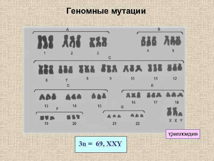 Геномные мутации рисунок