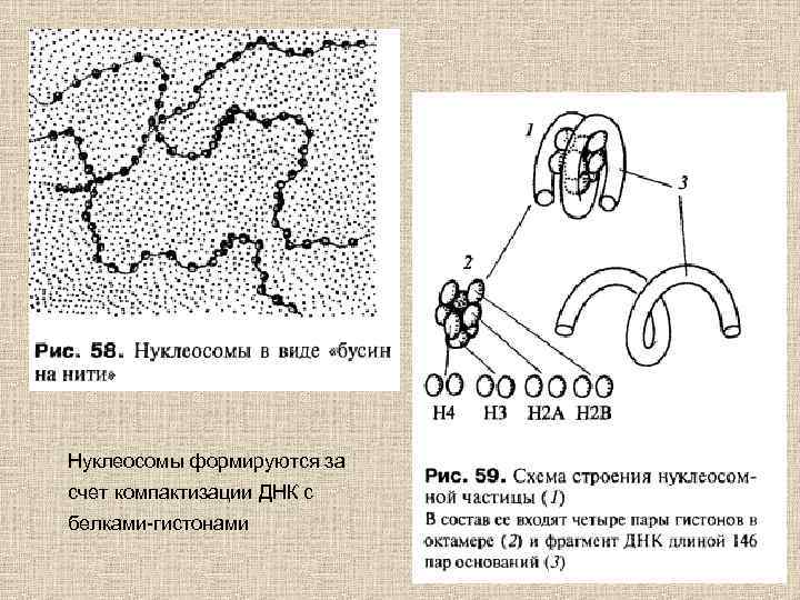 Нуклеосомы формируются за счет компактизации ДНК с белками-гистонами 