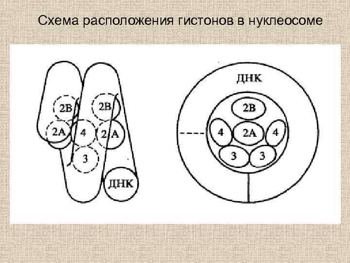 Схема расположения гистонов в нуклеосоме 